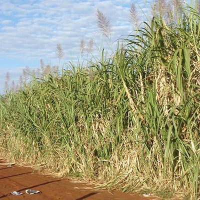 sugar-cane-plantation_Brazil