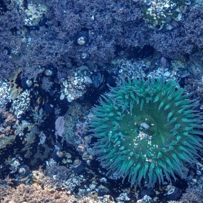 La Gran Barrera De Coral De Australia, Estimada A $42 Billones