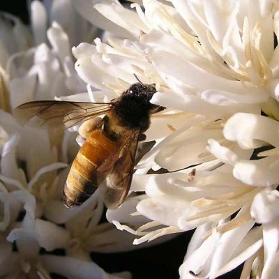 Investigadores Descubrieron Vínculo Entre el Café, Las Abejas y el Cambio Climático