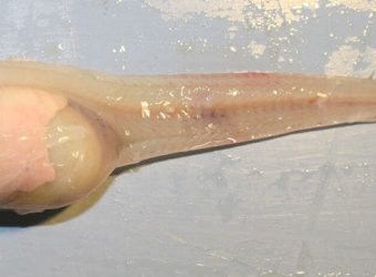 Nuevo Pez Descubierto en el Océano Profundo – Mariana Liparidae