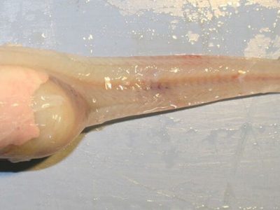 Nuevo Pez Descubierto en el Océano Profundo – Mariana Liparidae Nuevo Pez Descubierto en el Océano Profundo – Mariana Liparidae