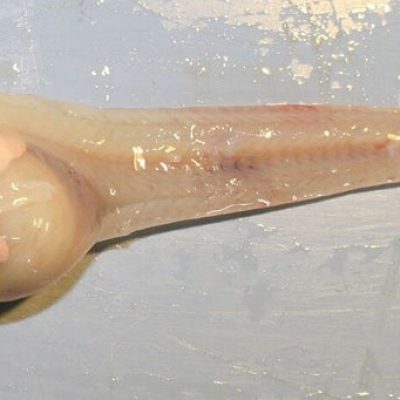 Nuevo Pez Descubierto en el Océano Profundo – Mariana Liparidae