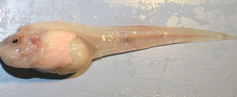 Nuevo Pez Descubierto en el Océano Profundo – Mariana Liparidae