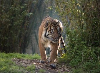Sumatran Tiger Image 3, Alex Cearns_0