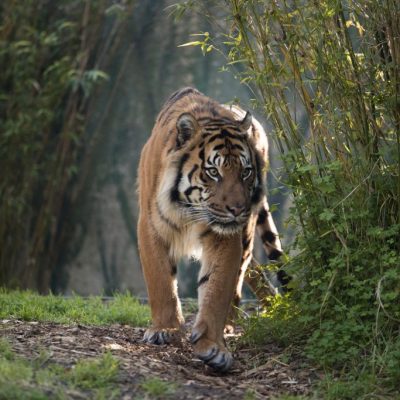 Sumatran Tiger Image 3, Alex Cearns_0