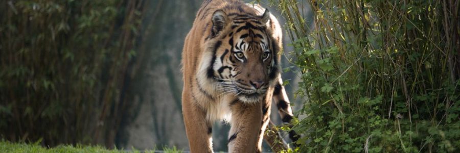 Sumatran Tiger Image 3, Alex Cearns_0