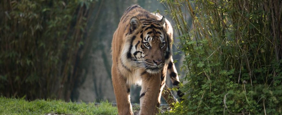 Sumatran Tiger Image 3, Alex Cearns_0