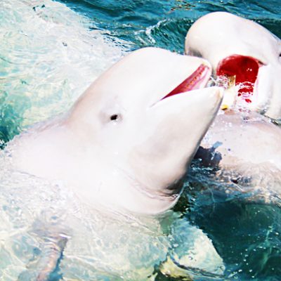 Rara ballena beluga vista en el Támesis