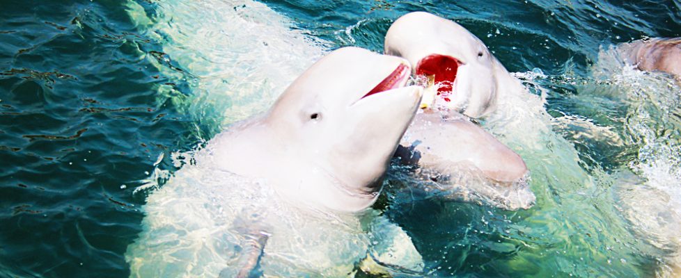 Rara ballena beluga vista en el Támesis