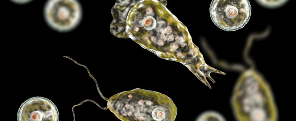 Lo que necesitas saber acerca de la “Ameba que come cerebros”