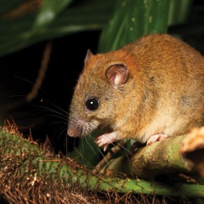 El Bramble Cay Melomys es la primera extinción de un mamífero por el cambio climático