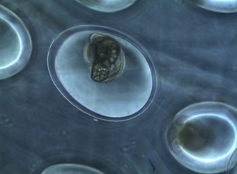 Científicos crearon una nueva herramienta para estudiar embriones