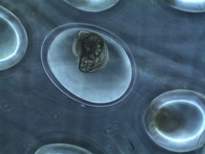 Científicos crearon una nueva herramienta para estudiar embriones