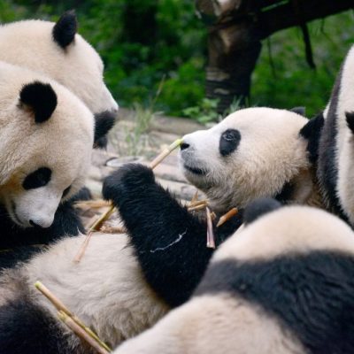China creó una aplicación de reconocimiento facial destinada a reconocer a los pandas
