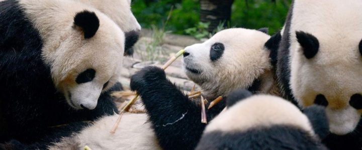 China creó una aplicación de reconocimiento facial destinada a reconocer a los pandas