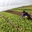 China está tratando de impulsar sus cultivos mediante el uso de campos eléctricos